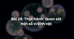 Bài 28: Thực hành Quan sát một số vi sinh vật