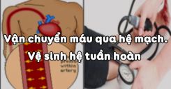 Bài 18: Vận chuyển máu qua hệ mạch và Vệ sinh hệ tuần hoàn