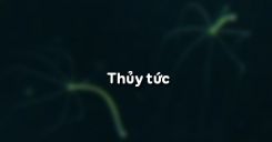 Bài 8: Thủy tức