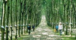 Bài 38: Thực hành - So sánh về cây công nghiệp lâu năm và chăn nuôi gia súc lớn giữa vùng Tây Nguyên với trung du và miền núi Bắc Bộ