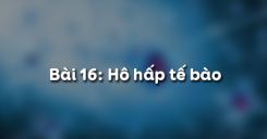 Bài 16: Hô hấp tế bào