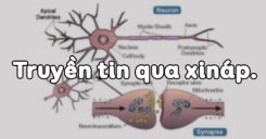 Bài 30: Truyền tin qua xináp