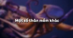 Bài 19: Một số thân mềm khác