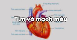 Bài 17: Tim và mạch máu