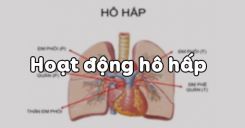 Bài 21: Hoạt động hô hấp