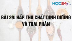 Bài 29: Hấp thụ chất dinh dưỡng và thải phân