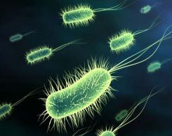 Bài 7: Tế bào nhân sơ