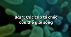 Bài 1: Các cấp tổ chức của thế giới sống