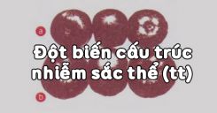 Bài 24: Đột biến số lượng nhiễm sắc thể (tiếp theo)