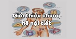 Bài 55: Giới thiệu chung hệ nội tiết