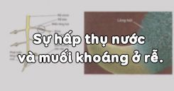 Bài 1: Sự hấp thụ nước và muối khoáng ở rễ