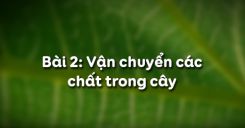 Bài 2: Vận chuyển các chất trong cây
