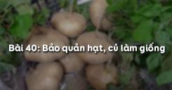 Bài 41: Bảo quản hạt, củ làm giống