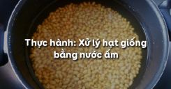 Bài 17: Thực hành: Xử lý hạt giống bằng nước ấm