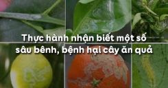 Bài 12: Thực hành nhận biết một số sâu bệnh, bệnh hại cây ăn quả