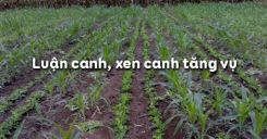 Bài 21: Luân canh, xen canh tăng vụ