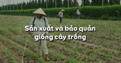 Bài 11: Sản xuất và bảo quản giống cây trồng