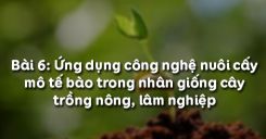 Bài 6: Ứng dụng công nghệ nuôi cấy mô tế bào trong nhân giống cây trồng nông, lâm nghiệp