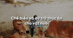 Bài 39: Chế biến và dữ trữ thức ăn cho vật nuôi