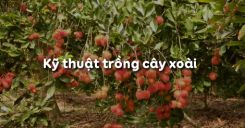 Bài 11: Kỹ thuật trồng cây chôm chôm