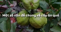 Bài 2: Một số vấn đề chung về cây ăn quả