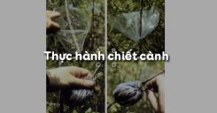 Bài 5: Thực hành chiết cành