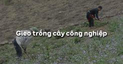 Bài 16: Gieo trồng cây công nghiệp