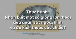 Bài 36: Thực hành: Nhận biết một số giống lợn (heo) qua quan sát ngoại hình và đo kích thước các chiều?