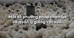 Bài 33: Một số phương pháp chọn lọc và quản lý giống vật nuôi