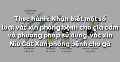Bài 48: Thực hành: Nhận biết một số loại vắc xin phòng bệnh cho gia cầm và phương pháp sử dụng vắc xin Niu Cat Xơn phòng bệnh cho gà