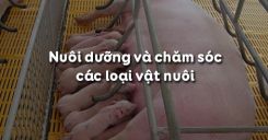 Bài 45: Nuôi dưỡng và chăm sóc các loại vật nuôi
