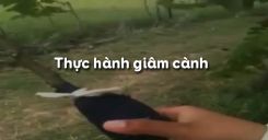 Bài 4: Thực hành giâm cành