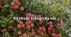 Bài 9: Kỹ thuật trồng cây vải