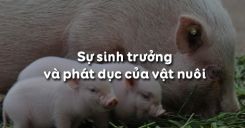 Bài 32: Sự sinh trưởng và phát dục của vật nuôi
