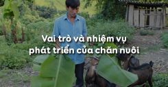 Bài 30: Vai trò và nhiệm vụ phát triển của chăn nuôi