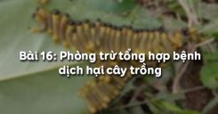 Bài 17: Phòng trừ tổng hợp dịch hại cây trồng
