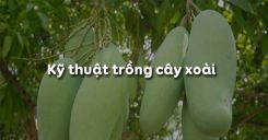 Bài 10: Kỹ thuật trồng cây xoài