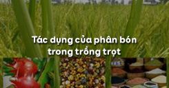 Bài 7: Tác dụng của phân bón trong trồng trọt