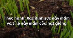 Bài 18: Thực hành: Xác định sức nảy mầm và tỉ lệ nảy mầm của hạt giống