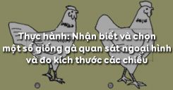 Bài 35: Thực hành: Nhận biết và chọn một số giống gà quan sát ngoại hình và đo kích thước các chiều