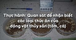 Bài 53: Thực hành: Quan sát để nhận biết các loại thức ăn của động vật thủy sản (tôm, cá)