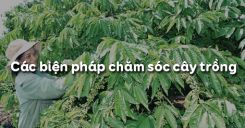 Bài 19: Các biện pháp chăm sóc cây trồng