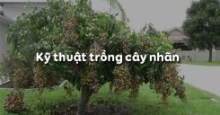 Bài 8: Kỹ thuật trồng cây nhãn
