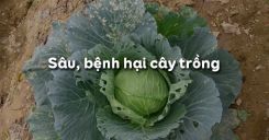 Bài 12: Sâu, bệnh hại cây trồng