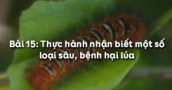 Bài 16: Thực hành nhận biết một số loại sâu, bệnh hại lúa