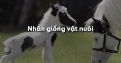 Bài 34: Nhân giống vật nuôi