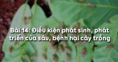 Bài 15: Điều kiện phát sinh, phát triển của sâu, bệnh hại cây trồng
