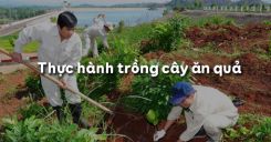 Bài 13: Thực hành trồng cây ăn quả