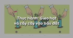 Bài 25: Thực hành: Gieo hạt và cấy cây vào bầu đất