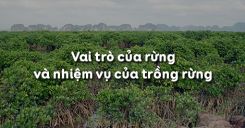 Bài 22: Vai trò của rừng và nhiệm vụ của trồng rừng